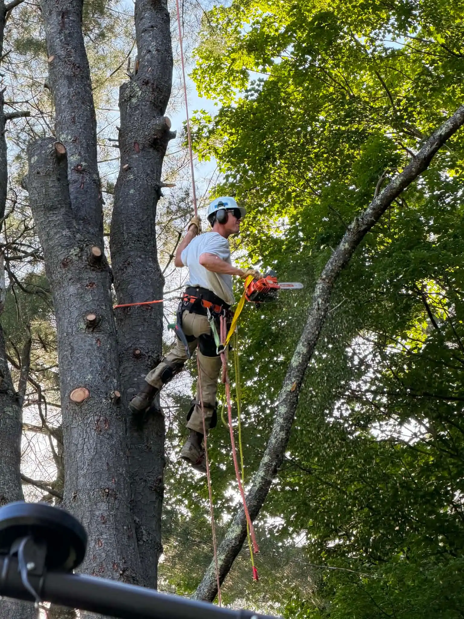 Arborist roped into a tree cutting a limb with a chainsaw