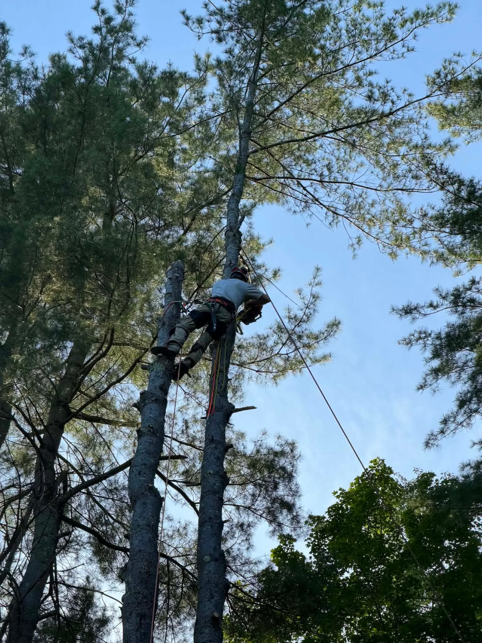 Arborist topping a tall pine tree in Berkshire County